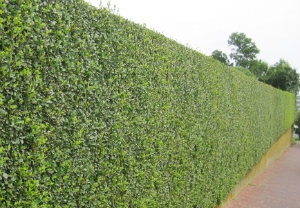 Hedge Cutting